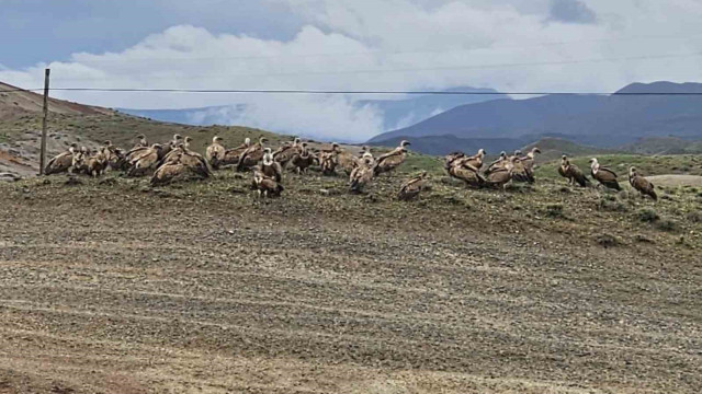 Kars-Iğdır yolunda akbaba sürüsü görüntülendi