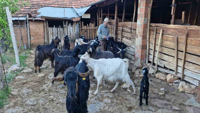 Keçilerini otlatırken şiir yazıp, türkü besteliyor