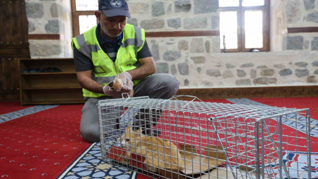 Kedi 500 yıllık caminin minberinde doğum yaptı, belediye sahip çıktı