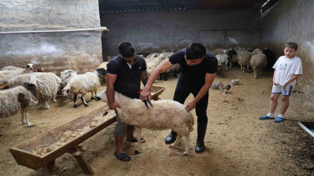 Küçükbaş hayvanda stokçuluğun kurban fiyatlarını artırdığı iddiası