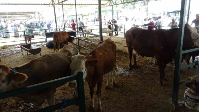 Malatya’da büyükbaş kurbanlık fiyatları açıklandı