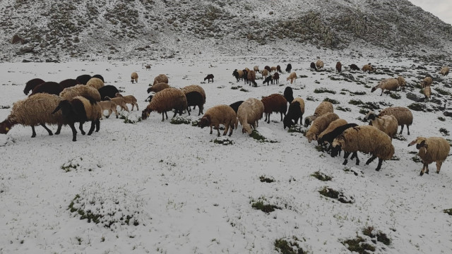 Mayıs ayında yağan kar besicilere zor anlar yaşattı