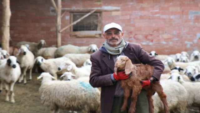 Muhtar olamadı, meşhur oldu