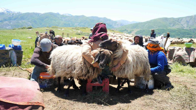 Muşlu berivanlar ilk süt sağımına başladı