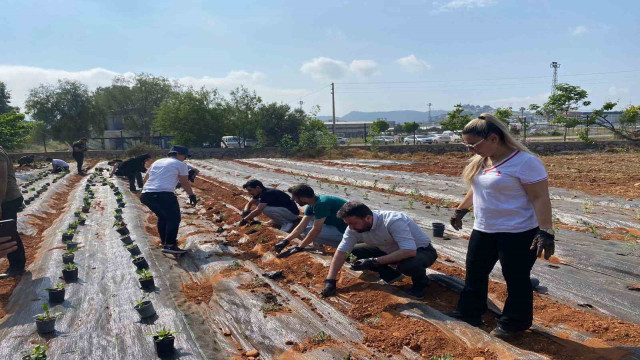 MYO’da tıbbi ve aromatik bitki bahçesi kuruldu