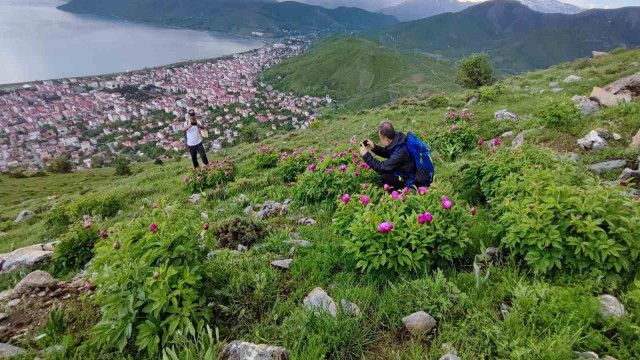 Sadece 20 günlük ömrü olan şakayıklar çiçek açtı