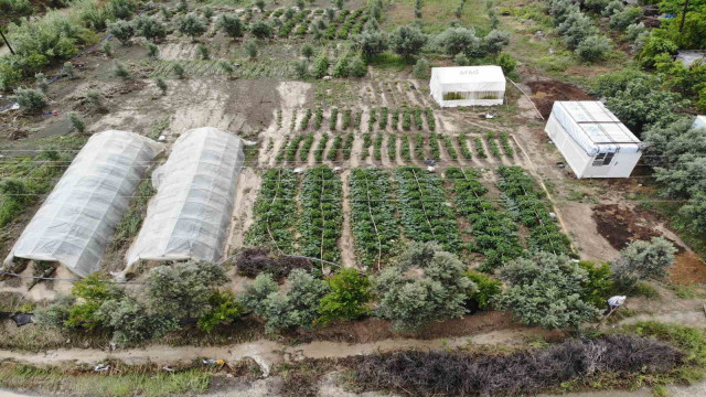 Şiddetli yağmurun etkili olduğu Hatay’da tarım arazileri sular altında kaldı