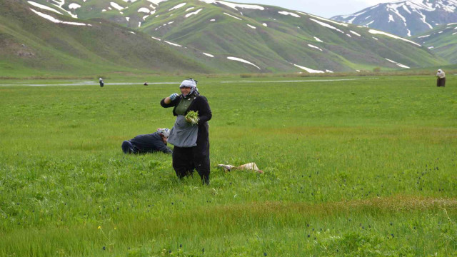 Şırnak’ta ’sirik’ otu için 200 kilometre yol gidiyorlar