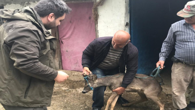 Sulama kanalına düşen karacayı boğulmaktan kurtardı