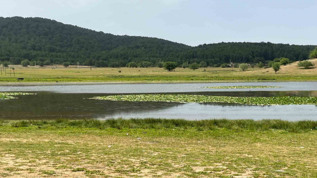 Süleymanlı Yayla Gölünde nilüfer şöleni başladı