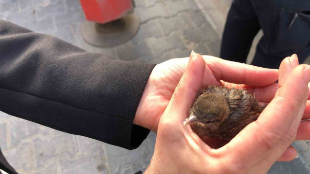 Tekirdağ’da çatıdan düşen yavru serçe yuvasına bırakıldı