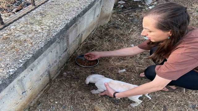 Tel kafese kafası sıkışan yavru köpek kurtarıldı