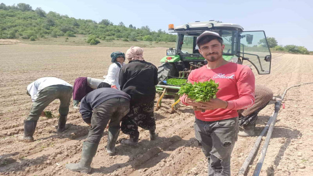 Yeşil altın fideleri toprakla buluştu