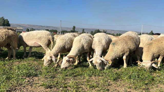 30 dekar maydanoz tarlasında koyunlar otluyor