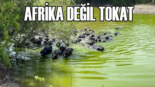 Afrika belgesellerini andıran görüntüler