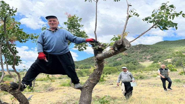 Amasya’da menengiç ormanı aşılamayla ’fıstık’ gibi oldu