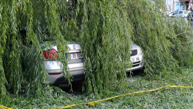 Ankara’da söğüt ağacı park halindeki araçların üzerine devrildi