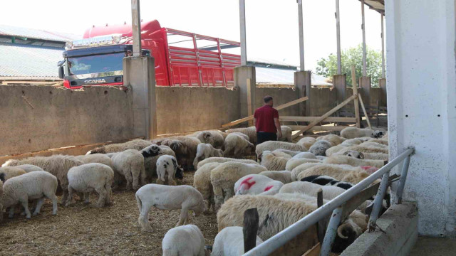 Atakum Belediyesi Kurban Satış ve Kesim Yeri bayrama hazır