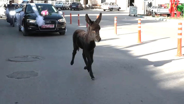 Bak şu sıpanın yaptığına: İki kilometrelik düğün konvoyuna en önde böyle eşlik etti