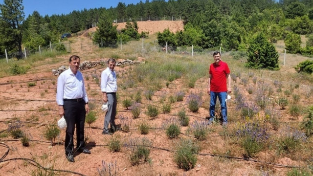 Başkan Kahveci, Hisarcık’ta tıbbi ve aromatik bitkileri inceledi