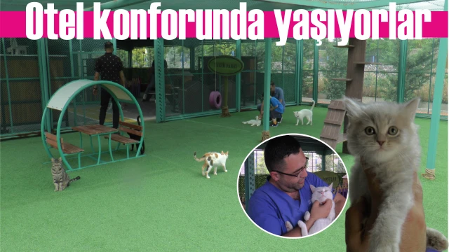 BU KASABADA KEDİLER ÇOK ŞANSLI