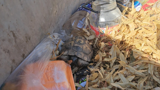 Çöp konteynırına atılan kaplumbağaları temizlik görevlisi kurtardı