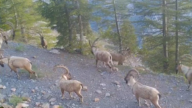 Dağ keçisi sürüsü fotokapana yakalandı