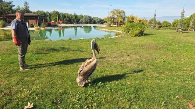 Denizli’de günde yaralı 40 kuşa yardım ediliyor