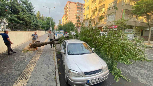 Diyarbakır’da dev ağaç otomobilin üstüne devrildi