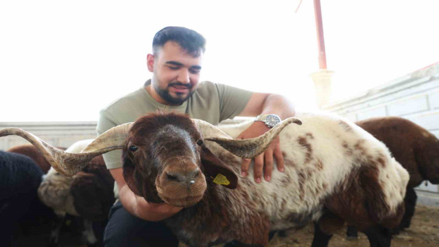 Elazığ’da kurbanlıklar görücüye çıktı