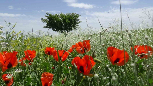 Kars’ta Haziran güzelliği