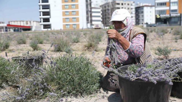 Kayseri’nin parfüm kokan mahallesi: Erkilet