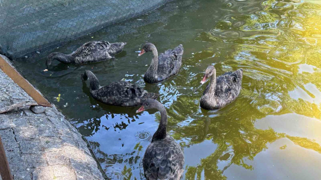 Kuğulu Park’taki yavru kuğular büyüdü