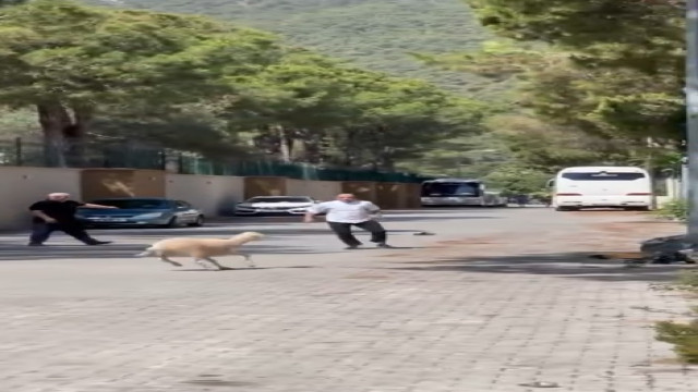 Kurban Bayramı’nda manzara değişmedi, ’firari kurbanlıklar’ sahiplerine ter döktürdü