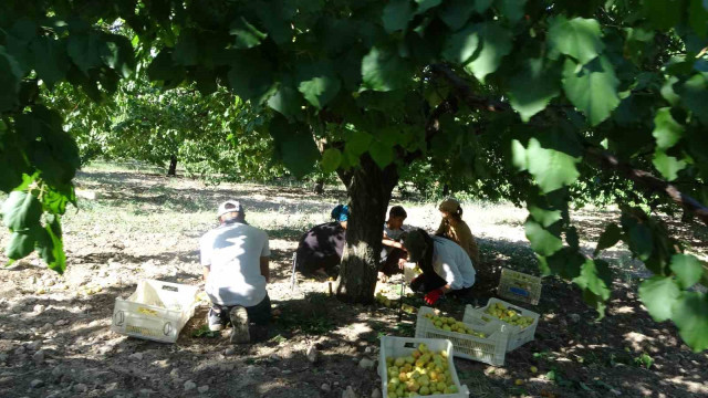 Malatya’da ’sarı altın’ hasadı başladı