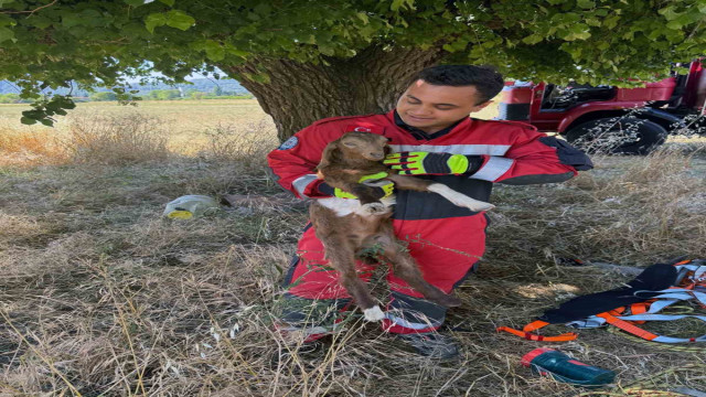 Muğla Büyükşehir İtfaiyesi 5 ayda 296 hayvanı kurtardı