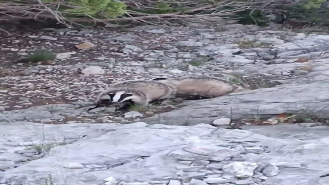 Porsuklar fotokapana takıldı