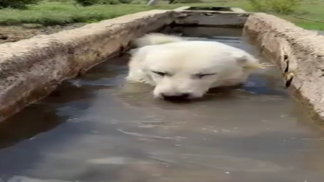 Sıcaktan bunalan köpek yalağa girerek serinledi