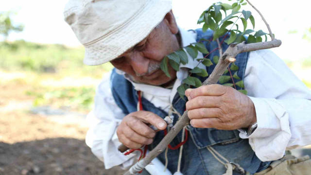 Siirt fıstığında boş meyve sorunu ”Erkek Aşı Kalemi Dağıtım Projesi” ile çözüme kavuşuyor