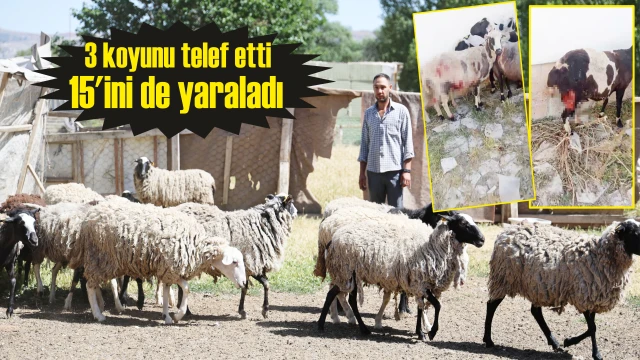 Sokak köpekleri dehşet saçtı