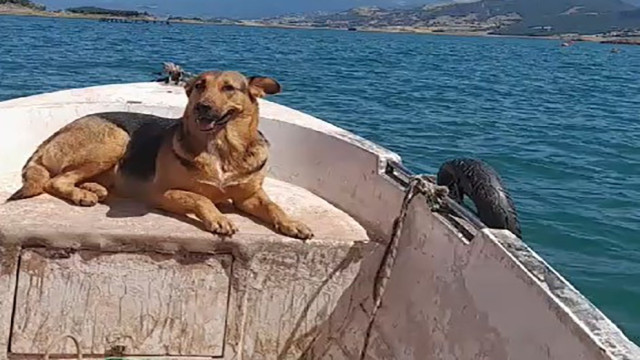 Tokat’ta sevimli köpeğin sandal turu gülümsetti