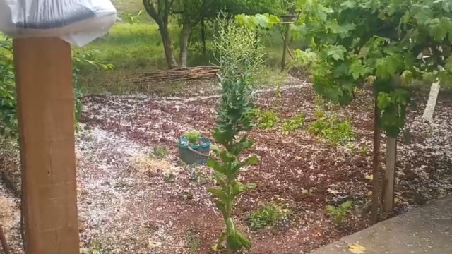 Tuzluca’da ani dolu yağışı tarım arazilerine zarar verdi