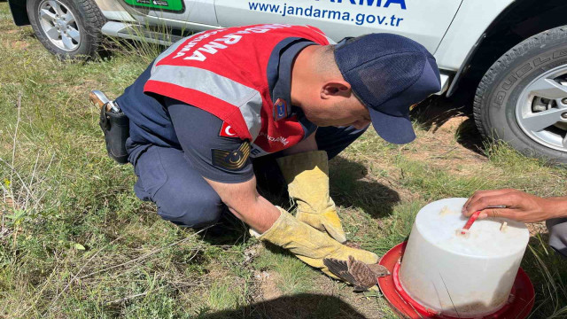 Uçamayan kerkeneze Jandarma kol kanat oldu