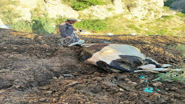 Uçurumdan düşen inek kurtarılmayı bekliyor