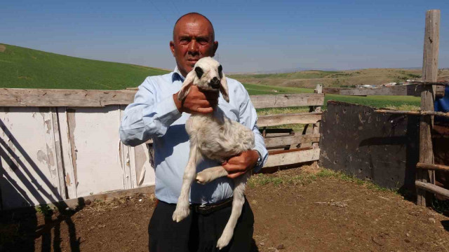 Yozgat’ta üç bacaklı kuzu hayrete düşürdü