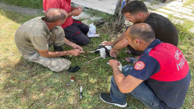 Yuvadan düşen yavru leyleklerin imdadına itfaiye ekipleri yetişti