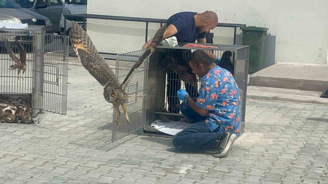 Afyonkarahisar’da tedavileri tamamlanan kuşlar doğaya salındı