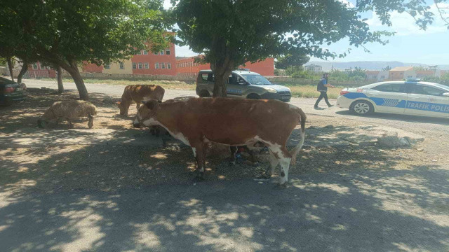 Batman’da başıboş hayvanların sahiplerine ceza kesildi