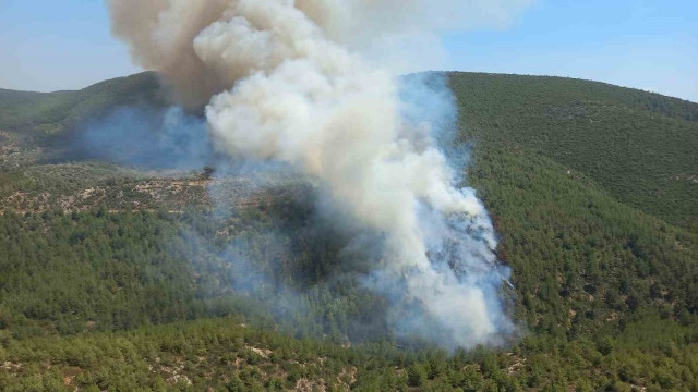 Bodrum’da orman yangını