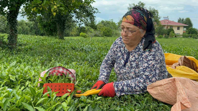 ÇAYKUR tarafından kuru çaya yüzde 22 zam yapıldı